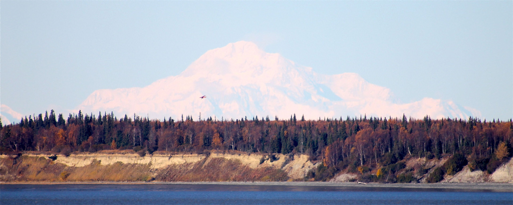 Denali in the distance over taiga in fall